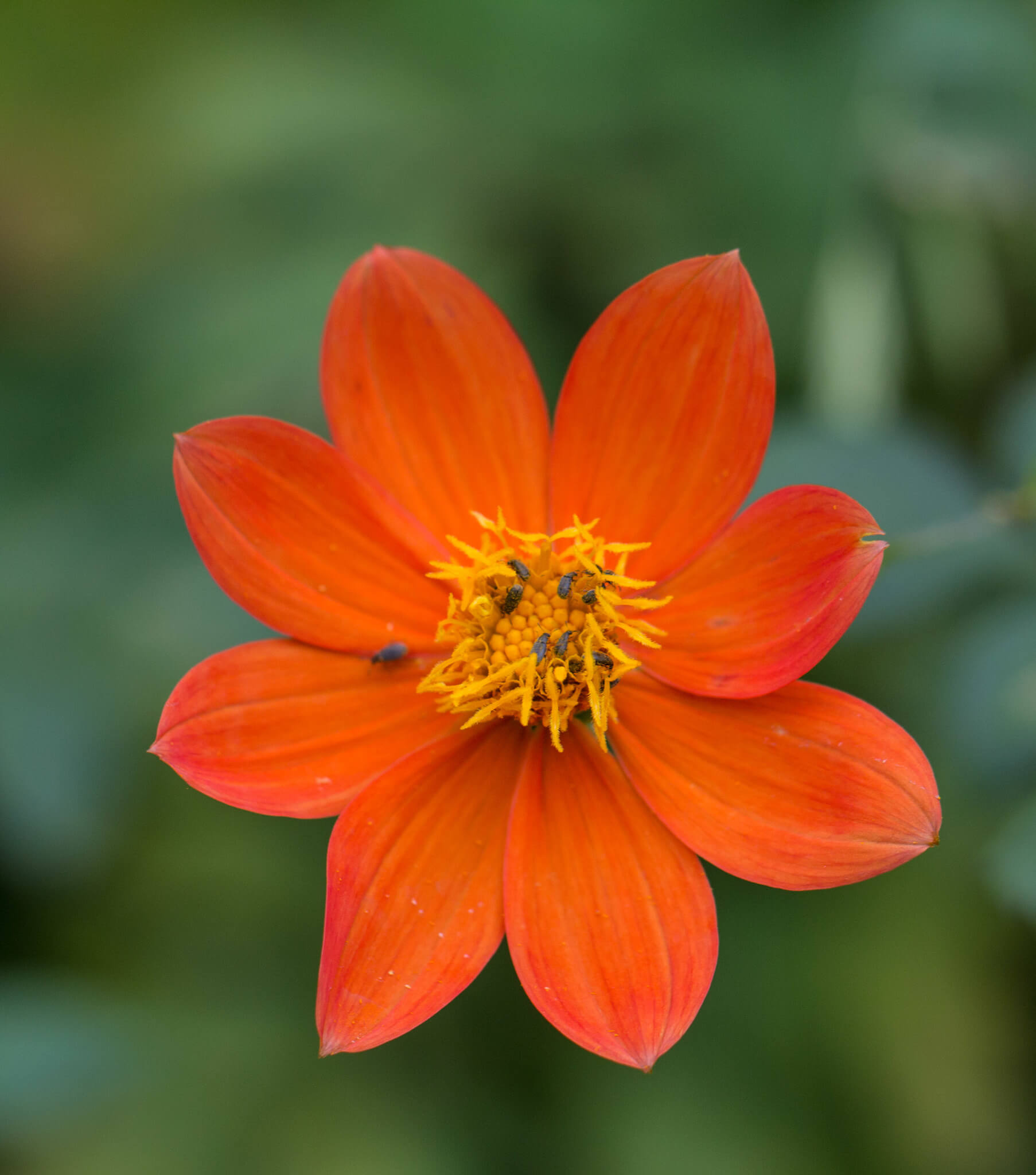 Dahlia coccinea